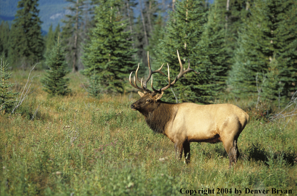 Bull elk in habitat.