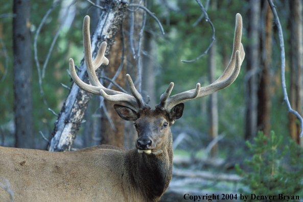 Bull elk in velvet.