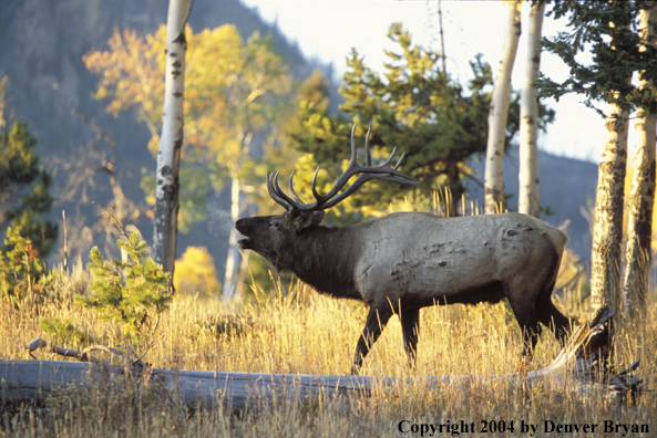 Bull elk bugling