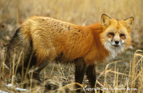 Red fox in habitat.