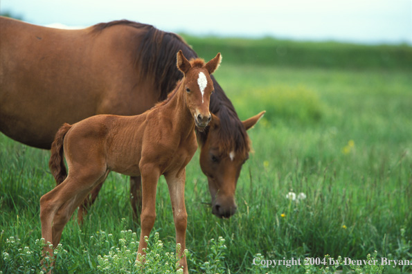 Quarter horse and foal in pasture.