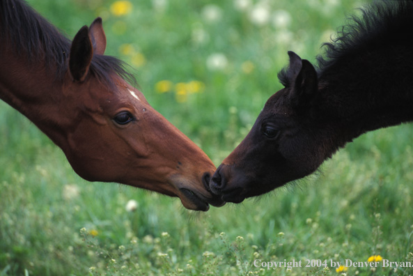 Mare and foal on range in Rocky Mountains.