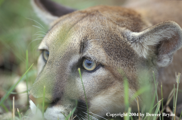 Mountain lion in habitat