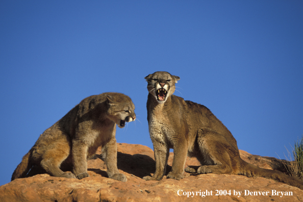 Mountain lions in habitat