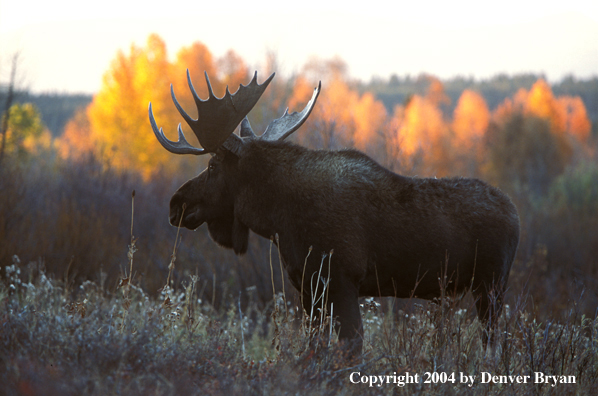 Bull moose in habitat.