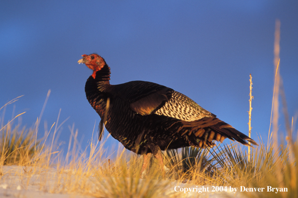 Merriam's turkey.