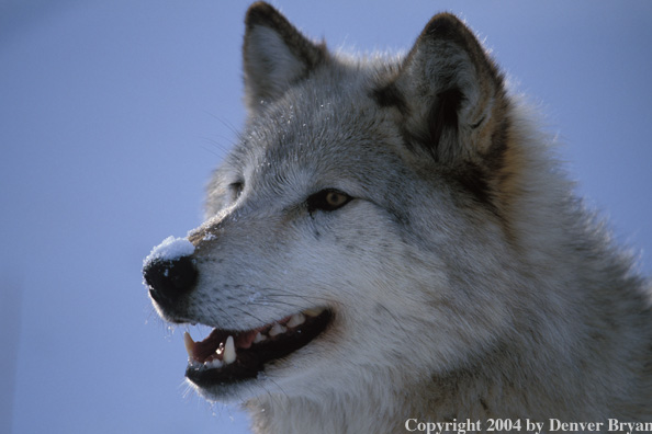 Gray wolf in winter habitat (closeup).
