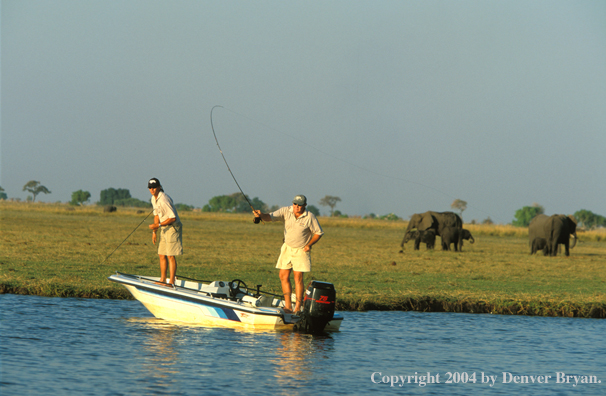 Flyfishermen casting from boat in Chobe River.  African elephants on shore. 