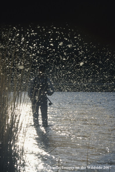 Flyfisherman fishing in midst of caddis hatch