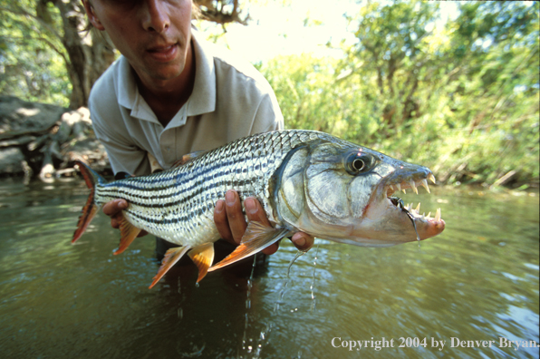 Flyfisherman with tigerfish. 