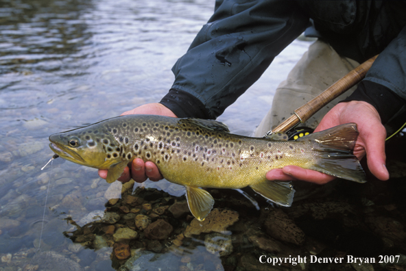 Brown Trout.