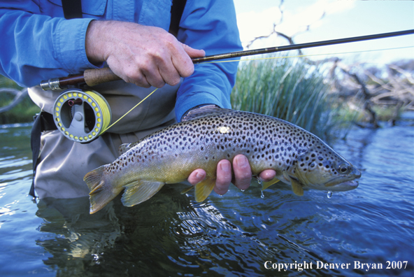 Brown Trout.