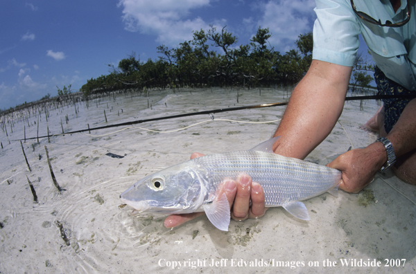 Bonefish 