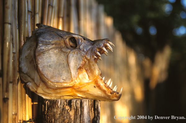 Dried tigerfish head. 