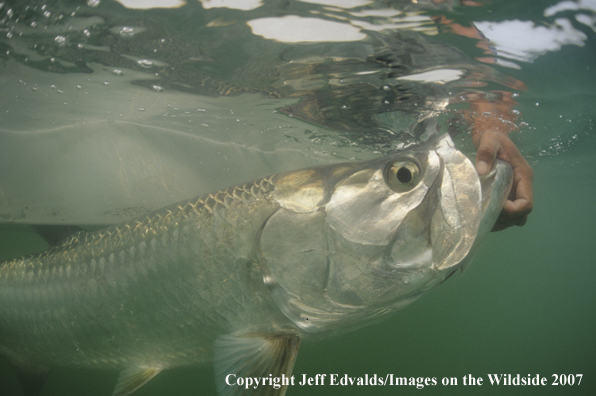 Tarpon