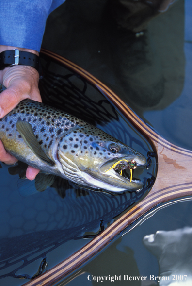 Brown trout on fly.