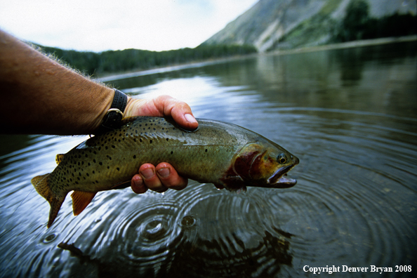 Cutthroat Trout