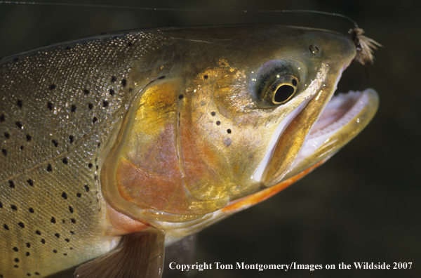 Cutthroat Trout