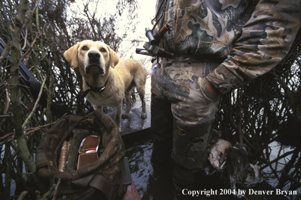 Yellow Lab with waterfowl hunter.