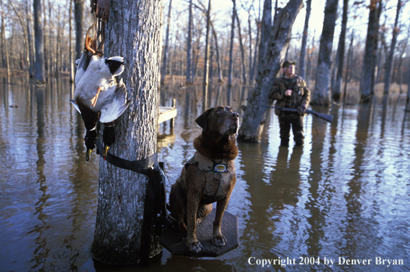 Waterfowl hunter and chocolate Lab waiting for ducks. 