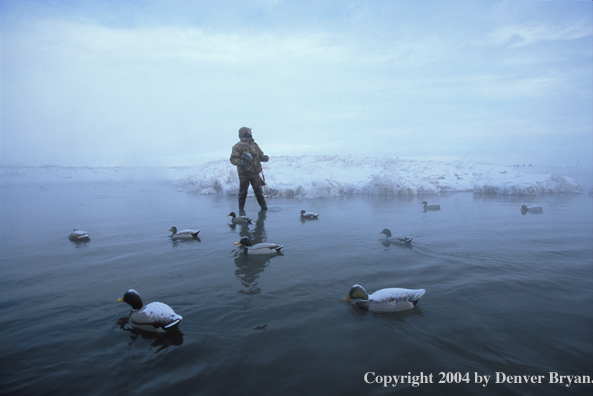 Waterfowl hunter setting decoys. 