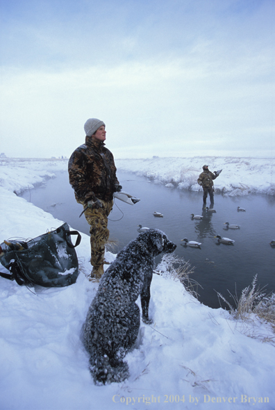 Waterfowl hunters with black Lab setting decoys.