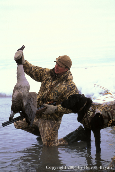 Waterfowl hunter and black Lab with bagged goose.