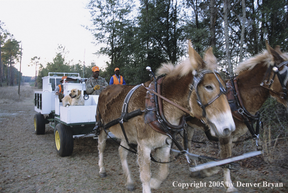 Upland bird hunters in mule drawn carriage hunting for Bobwhite quail.