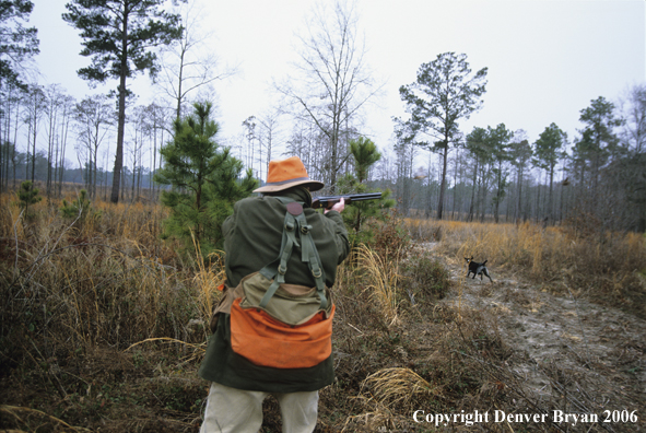 Upland game bird hunter coming in behind dogs on point in field. Hunter shooting at bobwhite quail.