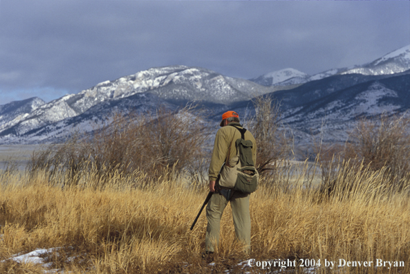 Upland bird hunter.