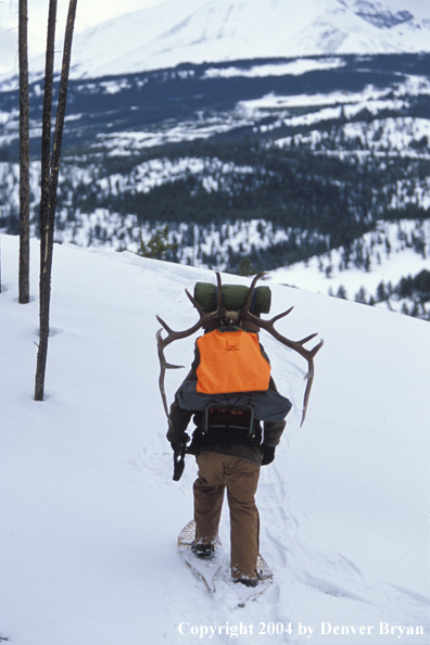 Big game hunter packing elk rack out on snowshoes.