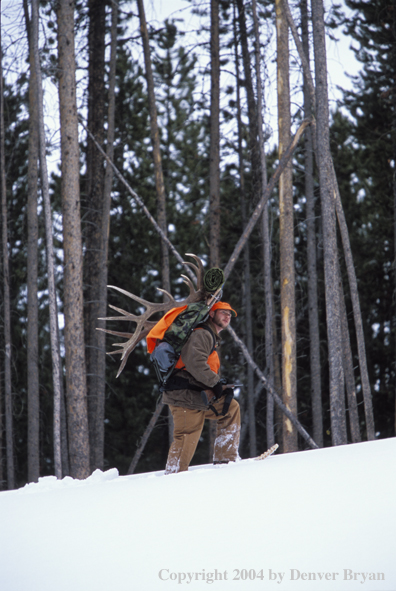 Big game hunter packing elk rack out on snowshoes.