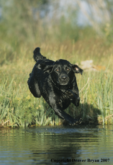 Black Labrador Retriever