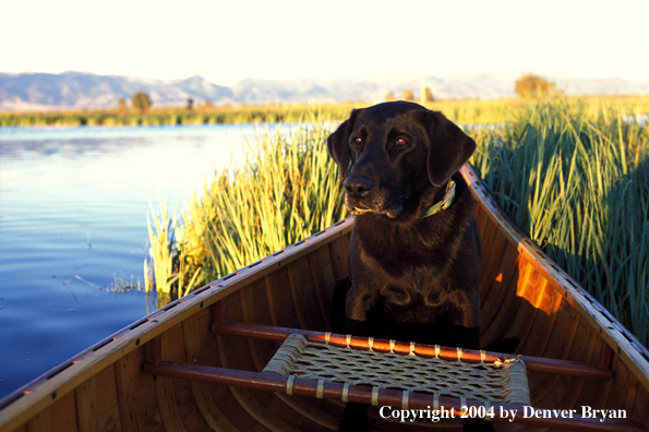 Black Labrador Retriever in canoe