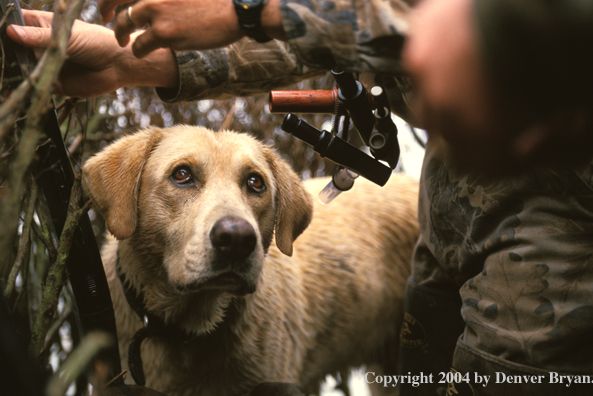 Yellow Labrador Retriever with hunters