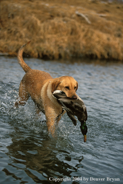 Yellow Labrador Retriever with mallard