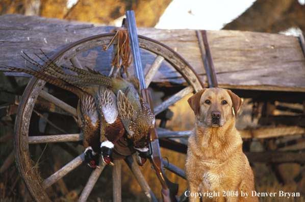 Yellow Labrador Retriever with pheasants