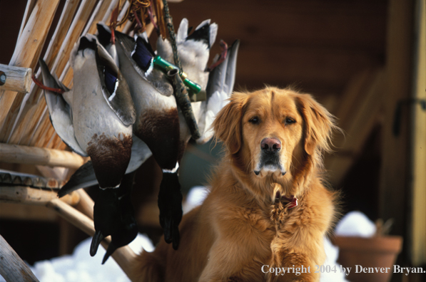 Golden Retriever with bagged ducks.  