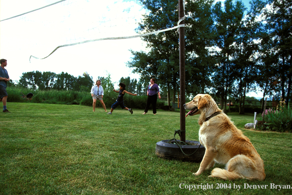 Golden Retriever watching a vollyball game.