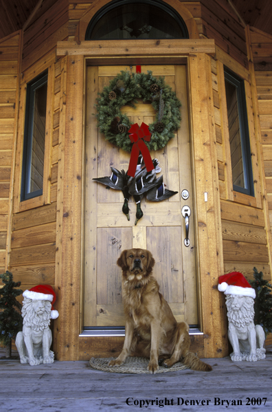 Golden Retriever on doorstep.