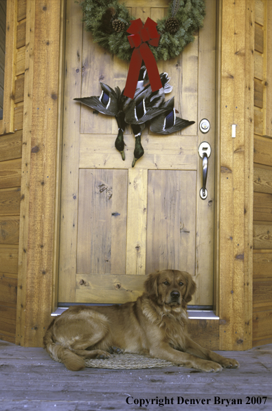 Golden Retriever on doorstep.