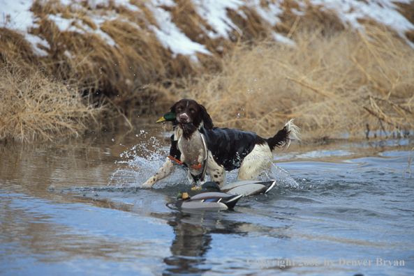 Springer spaniel retrieving downed duck.