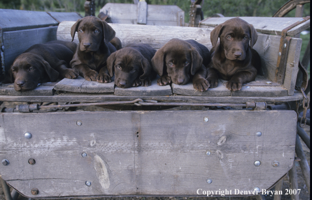 Chocolate Labrador Retriever puppies