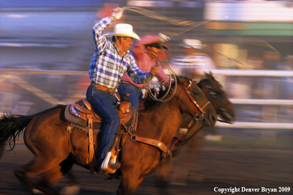 Cowboys on horseback team roping