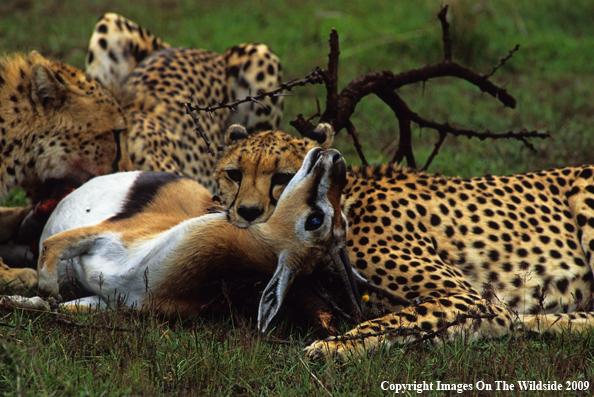 Cheetahs Feeding on Prey