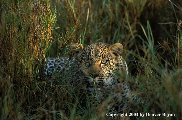 Leopard in habitat. Africa