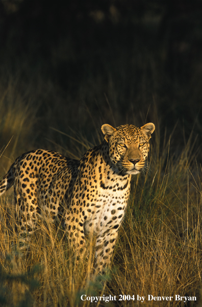 Leopard in habitat. Africa