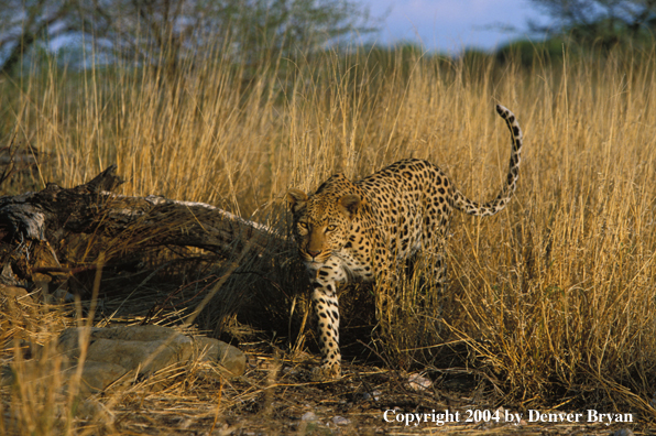 Leopard in habitat. Africa