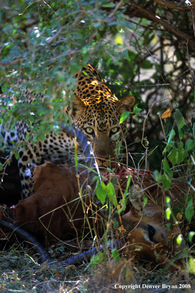 Leopard eating on kill