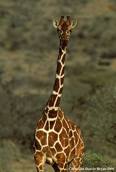 Reticulated Giraffe